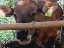 Pabrik Susu Terbesar di Indonesia Dibangun di Brebes