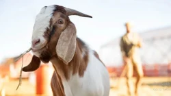 Wajib Tahu! Syarat Hewan Kurban Sesuai Syariat