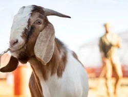 Wajib Tahu! Syarat Hewan Kurban Sesuai Syariat