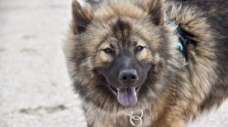 Mengapa Beberapa Anjing Punya Lidah Biru?