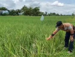 Petani Sidomulyo Hadapi Hama dan Tikus di Tengah Ancaman El Nino