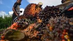 Pengepul Sawit di Payung Basel Terkejut Ditelepon Sopir, Harga Dexlite Melonjak